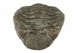 Wide, Enrolled Eldredgeops Trilobite Fossil - Ohio #188912-2